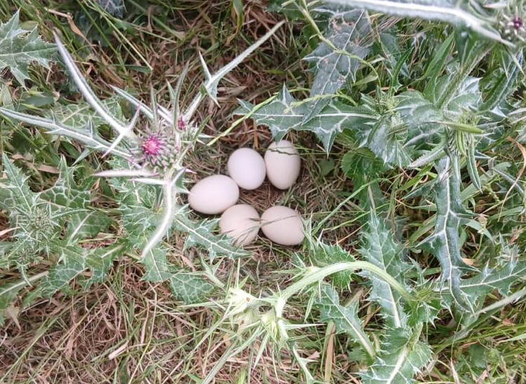 Fresh baladi eggs laid naturally on green grass by free-range hens roaming the field